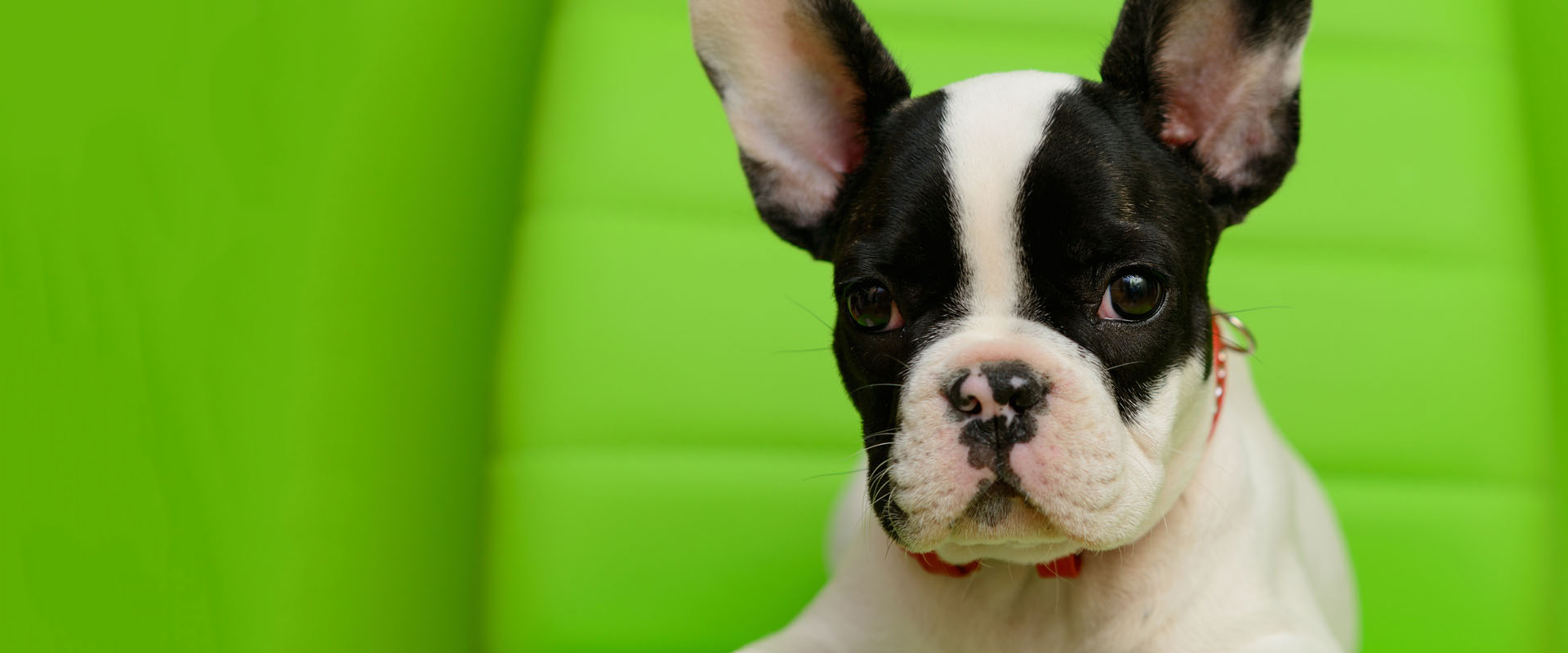 boston terrier with a YSAH green background