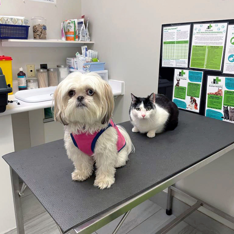 A cat and dog (Klaus and Lola) posing for a photo in the YSAH exam Room