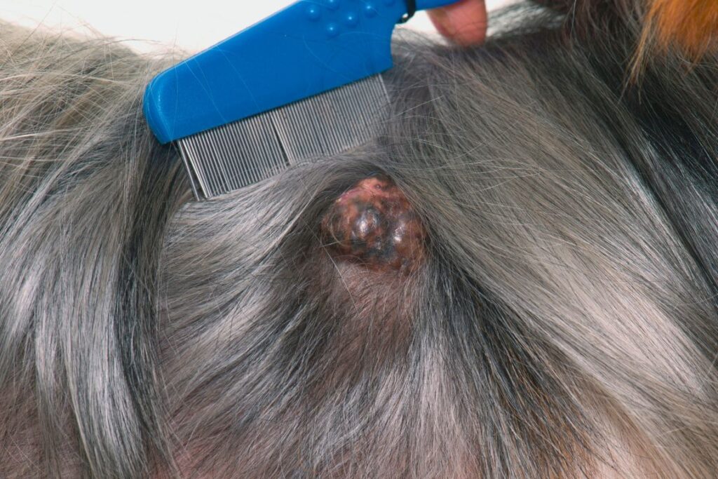 fur on a dog's back is parted with a comb, showing a blueberry sized lump