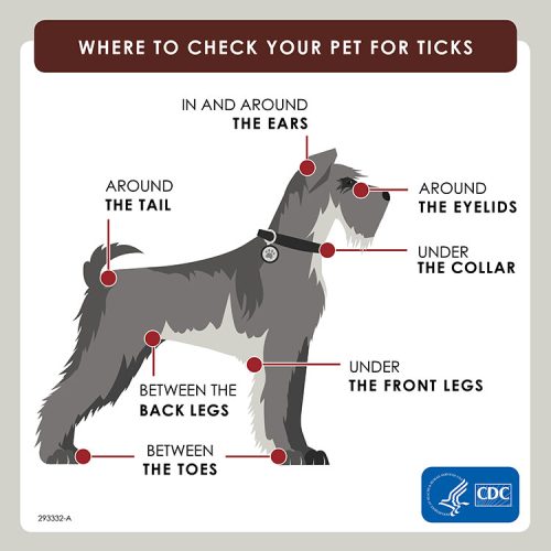 Graphic-Where-to-check-your-pet-for-ticks