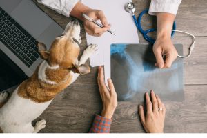 an overhead shot of an owner consulting with a vet about their dog's xray. their dog is sitting on the table next to their xray film, and listening intently.