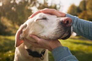 an older lab enjoys a head massage from their owner