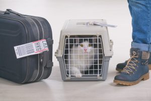 a cat sits in their carrier beside their owner and a suitcase, ready for a global adventure!