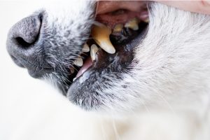 a close up of a dog's muzzle as their vet lifts their lip to look at their teeth. plaque and tartar on the canine is evident.