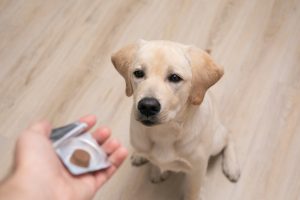 a cute golden lab puppy looks up as their owner holds a tablet of parasite prevention. The tablet is small and shaped like a treat