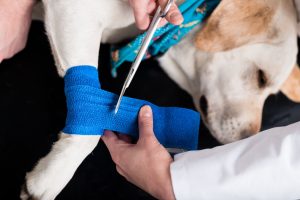 a lab patiently waits on his side while two team members place an IV bandage over their paw