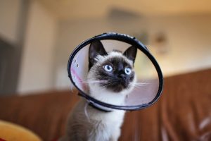 a chocolate point cat with striking blue eyes wears a cone and gazes out, ready for adventure! (adventure is not recommended for the first 10-14 days post surgery, while the incision site heals)