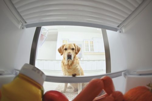 A Labrador retriever eyeing hot dogs in the fridge, potential for GI upset
