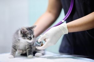a small grey tabby sits on the table sniffing a stethoscope held by their vet